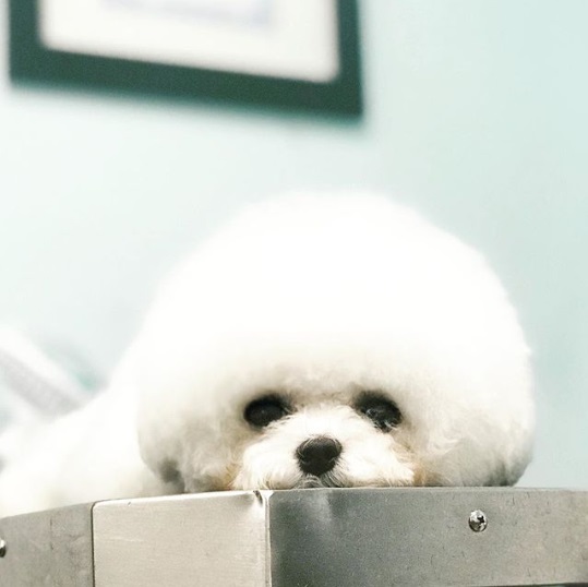 Perro