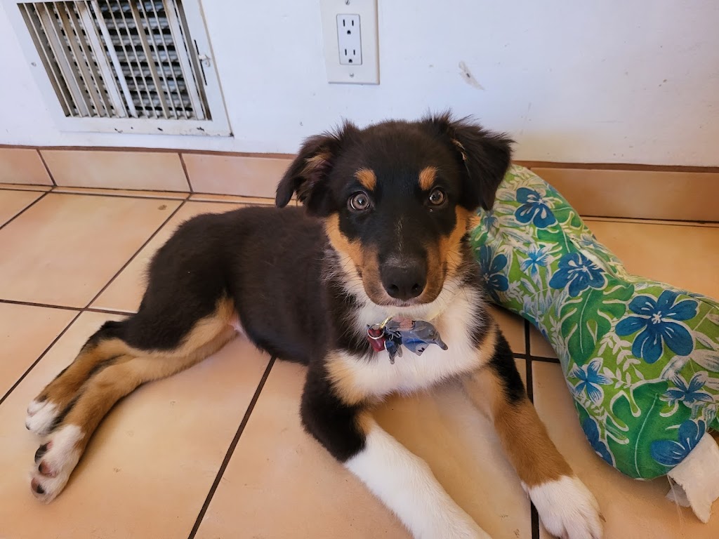 Perro