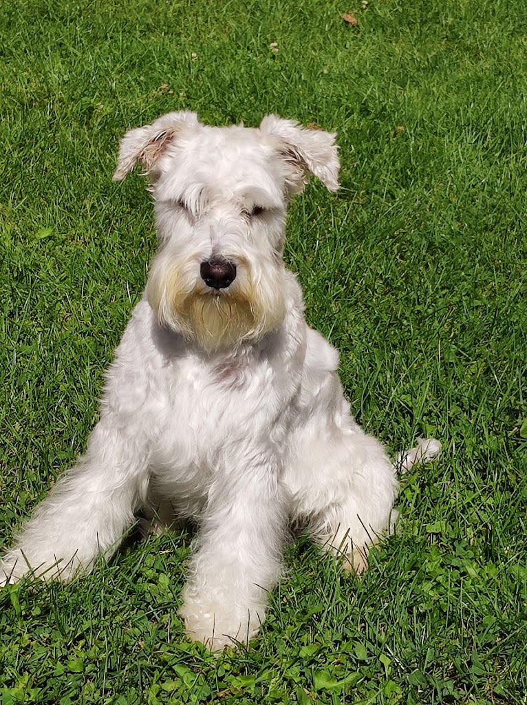 Clinica Veterinaria La Flecha — Del propietario