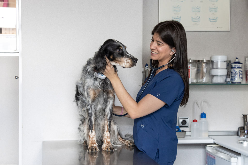 Centro Veterinario Torrelodones — Perro