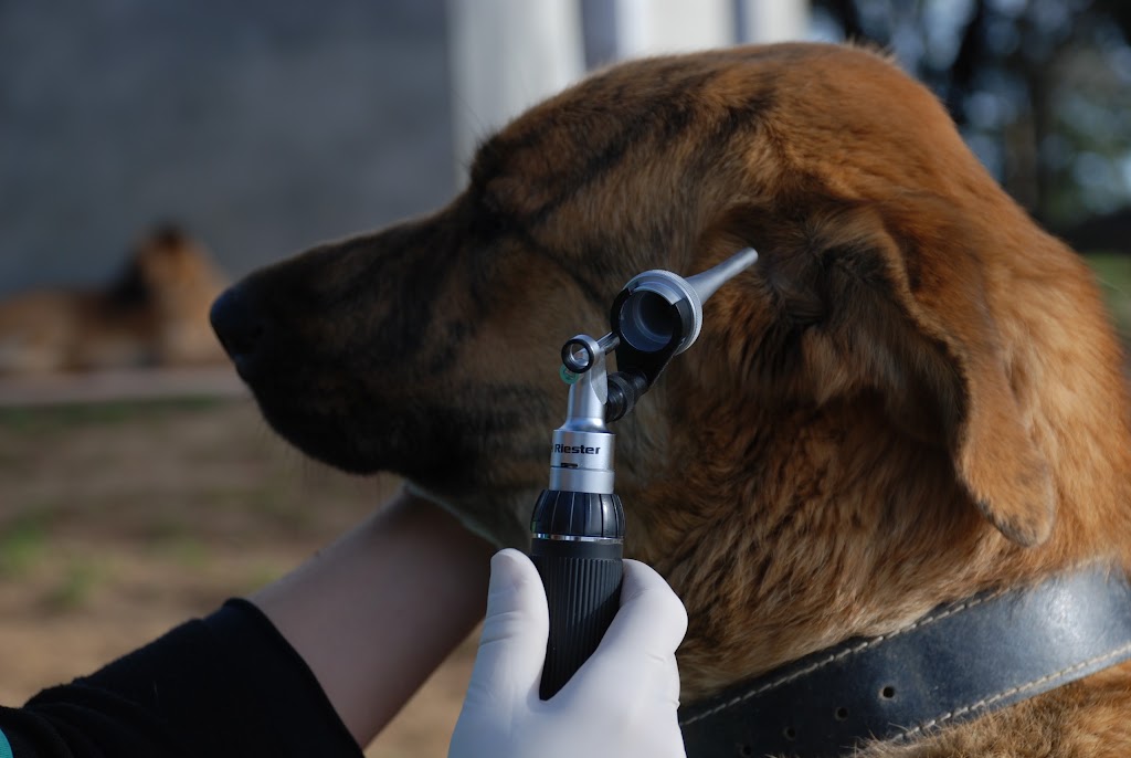 Vet Aqui... Centre Veterinari i Servei a domicili — Del propietario