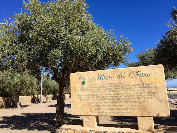 Museo del Olivar