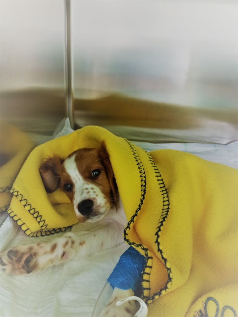 Clinica Veterinaria Dra. M Carmen Garcia — Perro