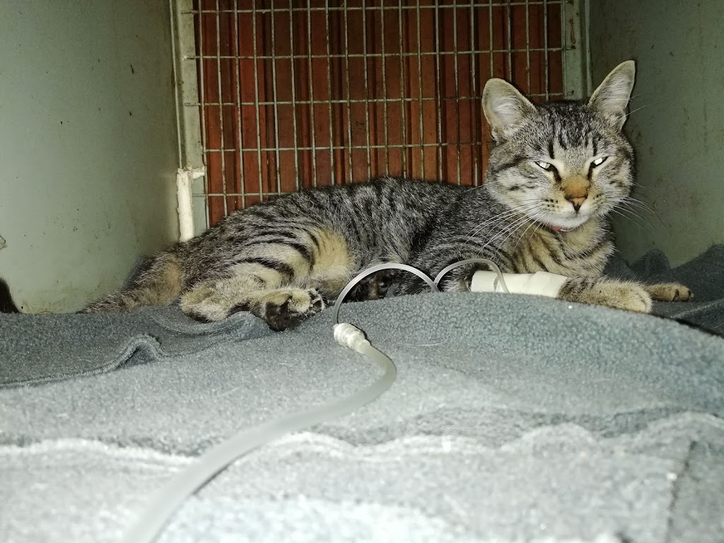 Gato
