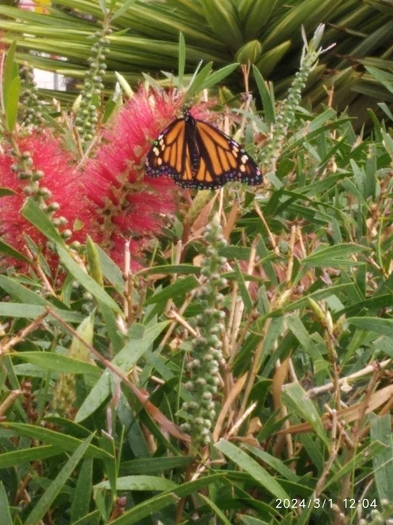 Auto Desguace Tamaraceite 4x4