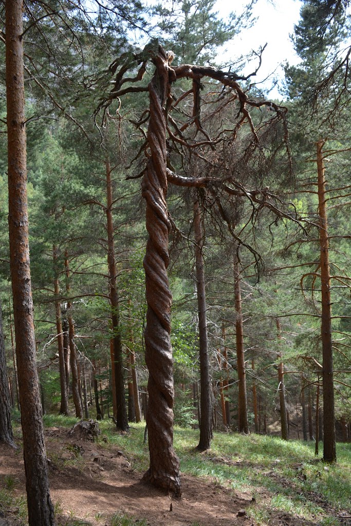 Pinar de Velilla
