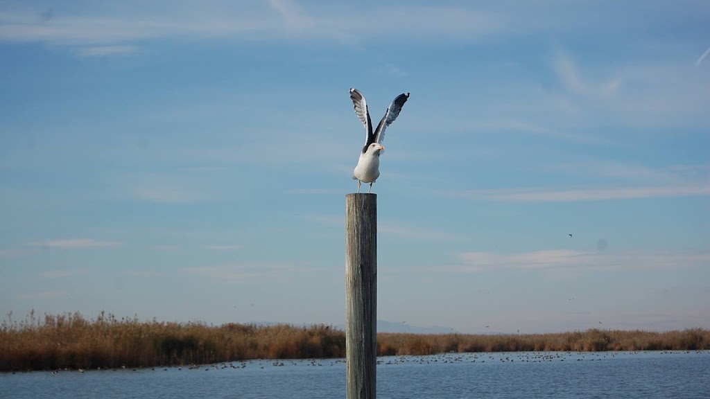 Language Surfing Valencia