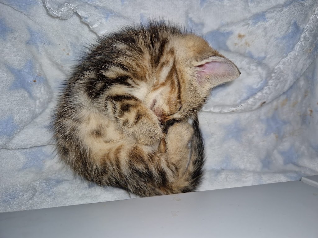 Clinica Veterinaria Montecerrao — Gato