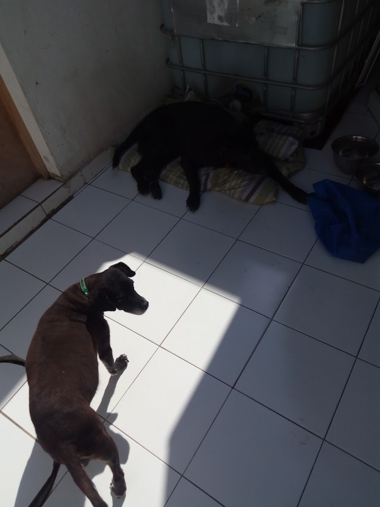 Perro