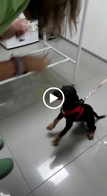 Clinica Veterinaria Menudes Potes — Del propietario