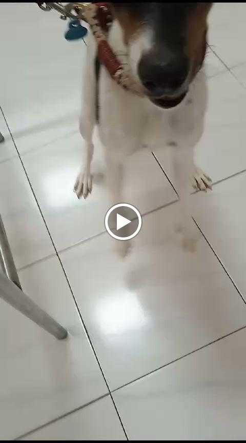 Clinica Veterinaria Las Camelias — Videos