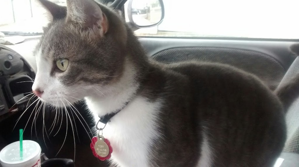 Gato