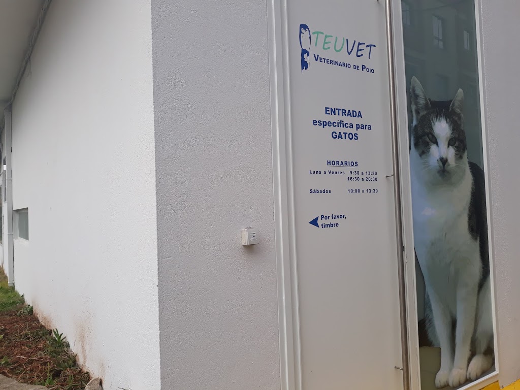 Veterinario De Poio — Gato