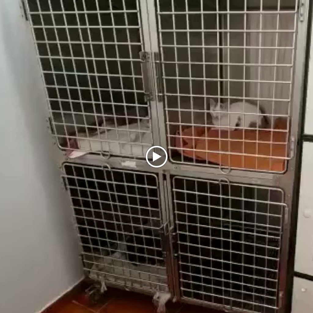 Clinica Veterinaria La Esperanza — Videos