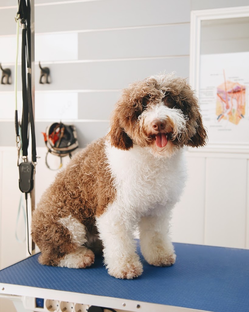 Dobby Estilista Canino. Peluqueria canina y escuela de formacion- Roquetas de Mar