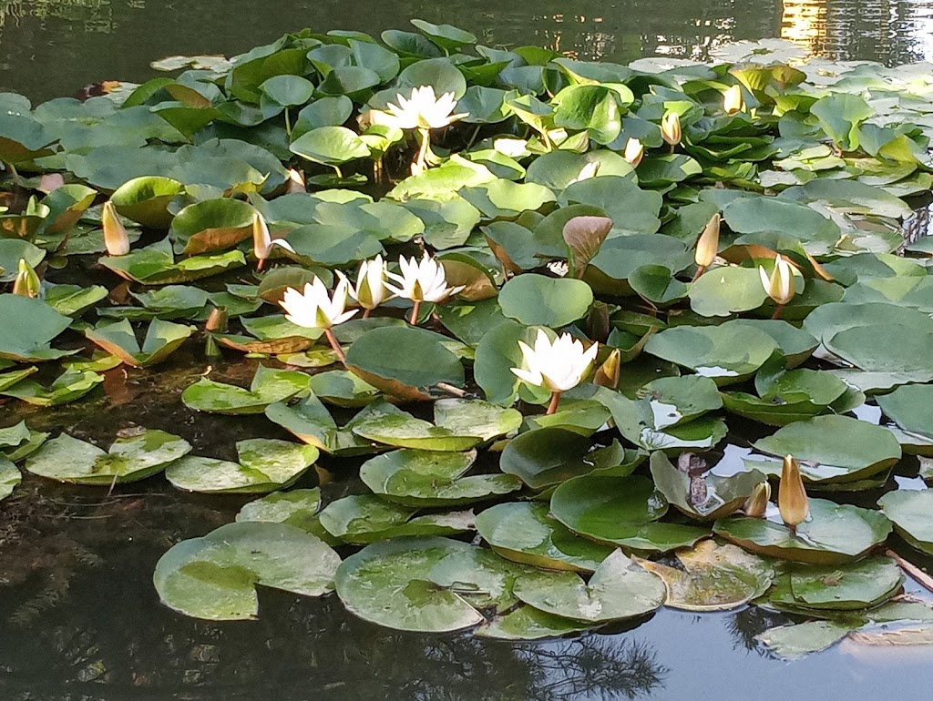 Parque Arquitecto Ramon Gardon