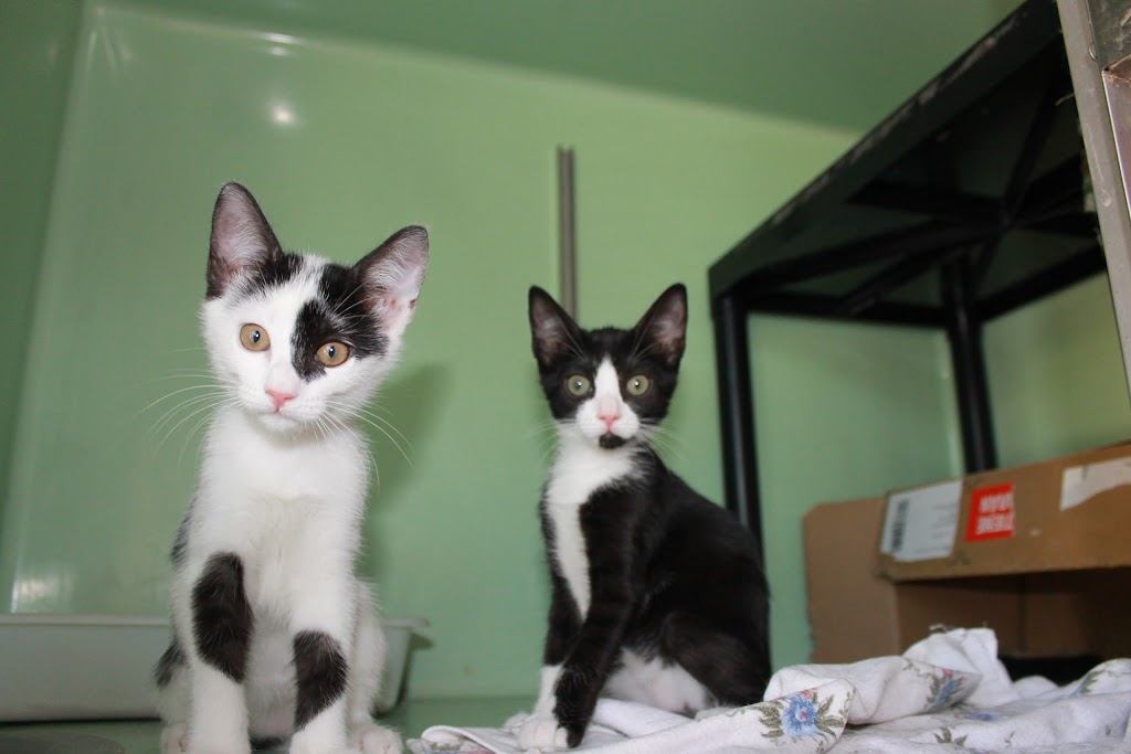 Neko Clinica Felina