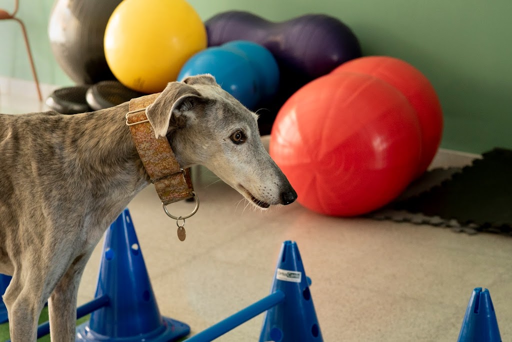 DHARMAVET Fisioterapia y Rehabilitacion Animal