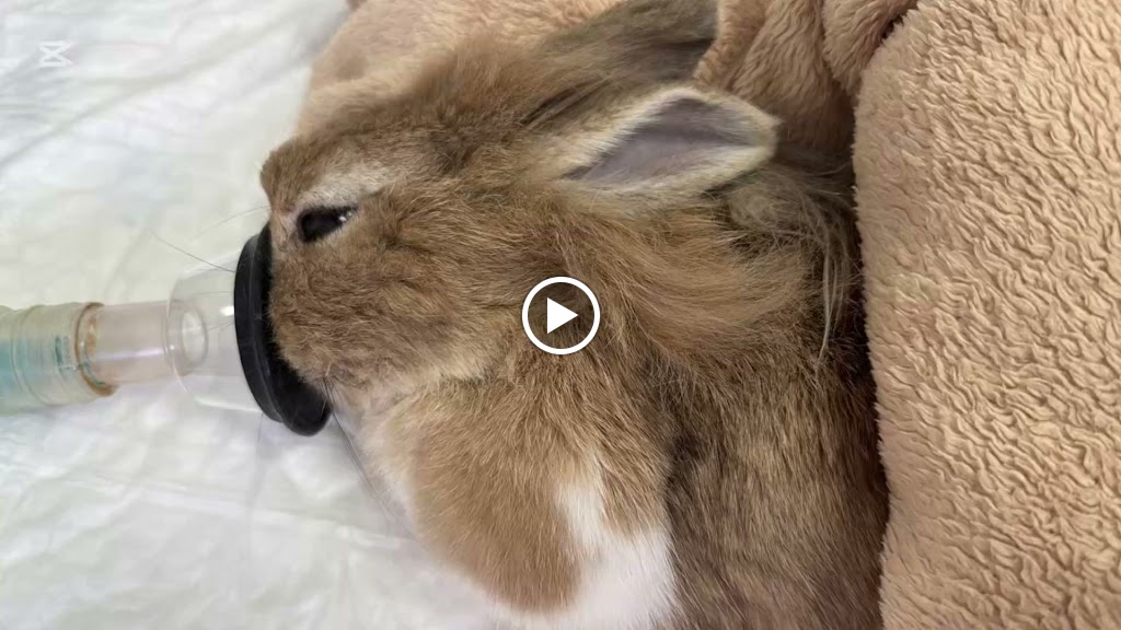 Clinica Veterinaria San Garcia — Videos
