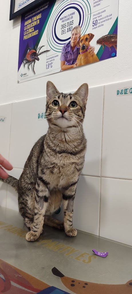 Clinica Veterinaria Silvican — Gato