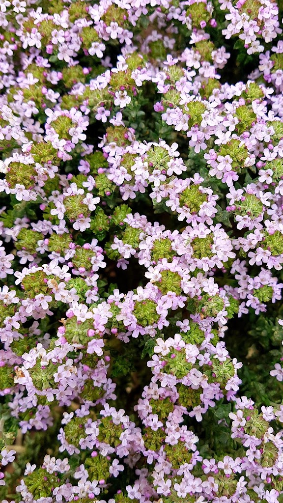 Skate Park Sa Cabana