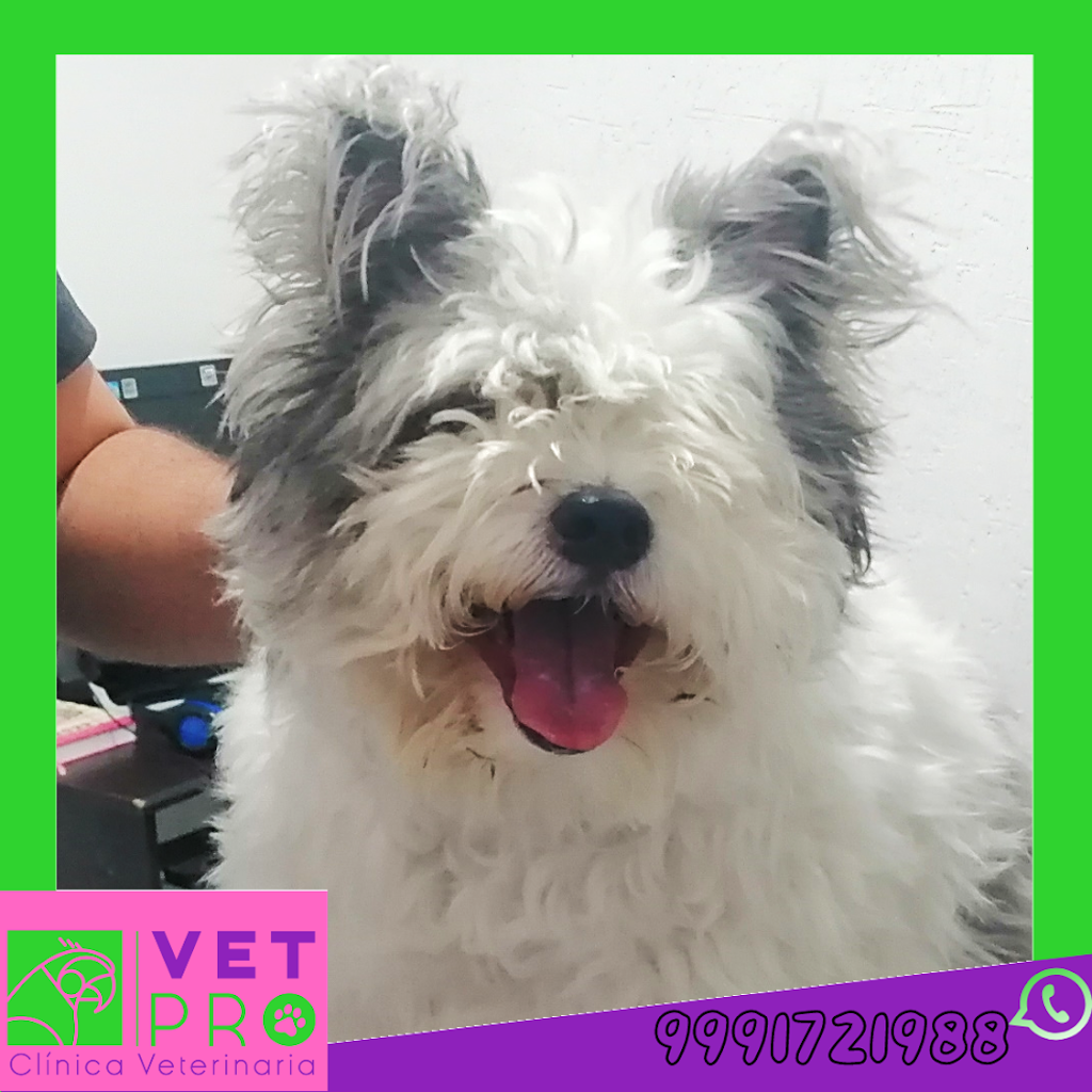 CLINICA VETPRO — Perro