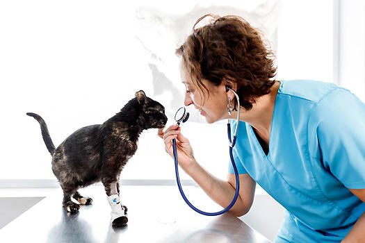 Clinica veterinaria Bettervet del Sadar — Del propietario