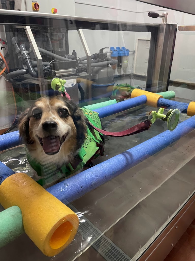 Rehabilitacion Veterinaria Marta Foulquie