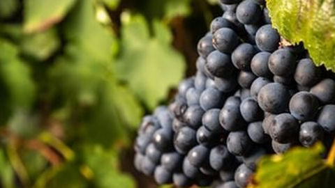Captain Vineyards