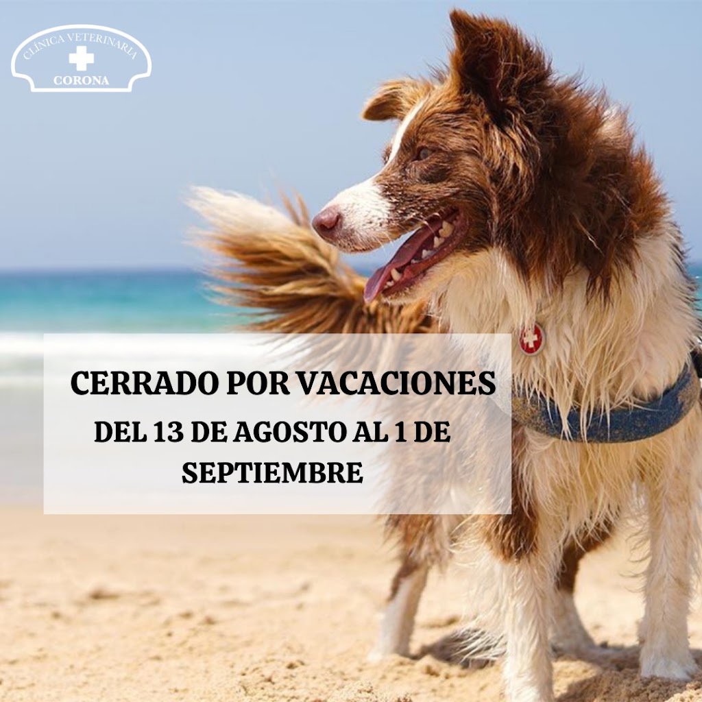 Clinica Veterinaria Corona — Perro
