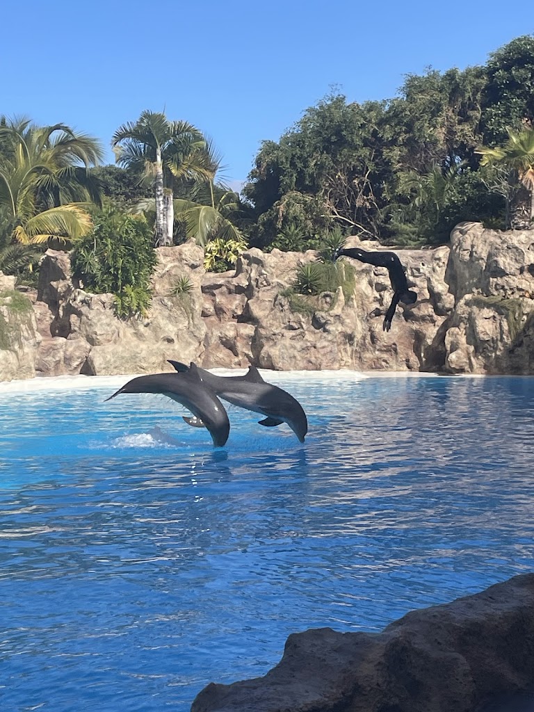 Suricatas - Loro Parque