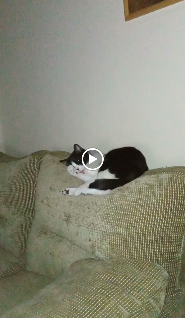 La Llar del Veterinari — Videos