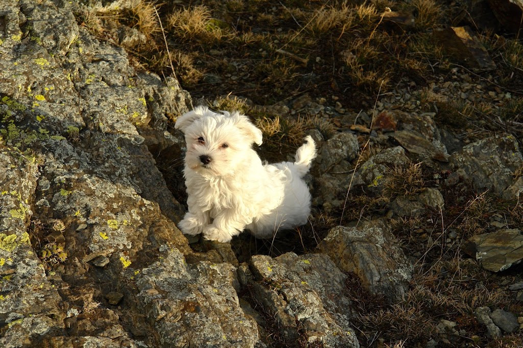 Clinica Veterinaria Godall
