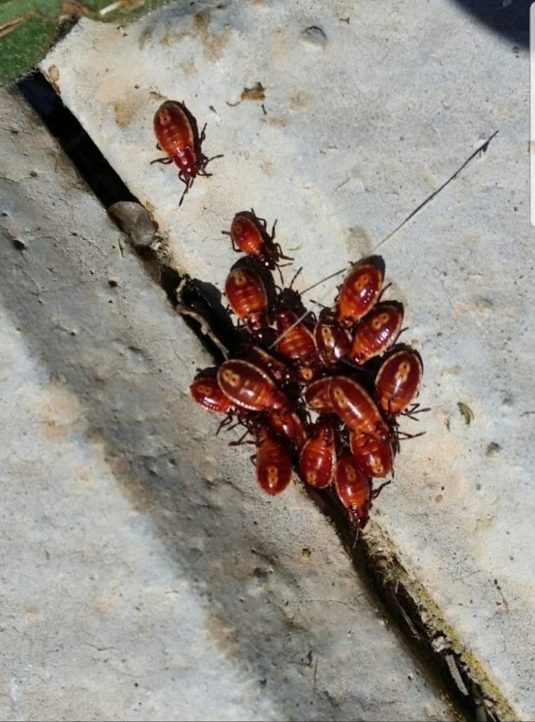 Desinfecciones Hernandez