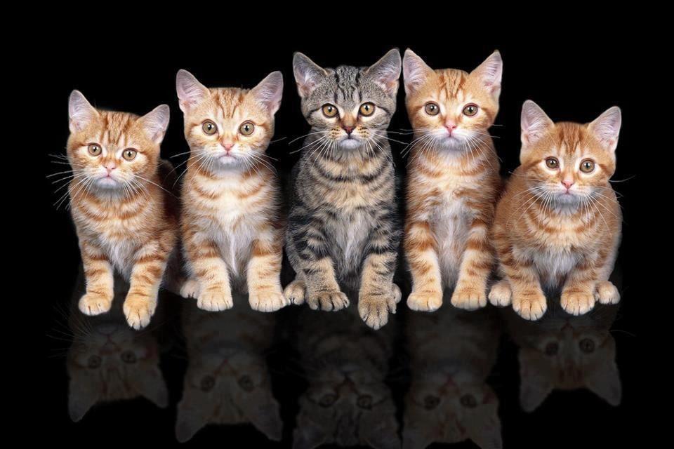 Centro Veterinario Pintor Colmeiro — Gato