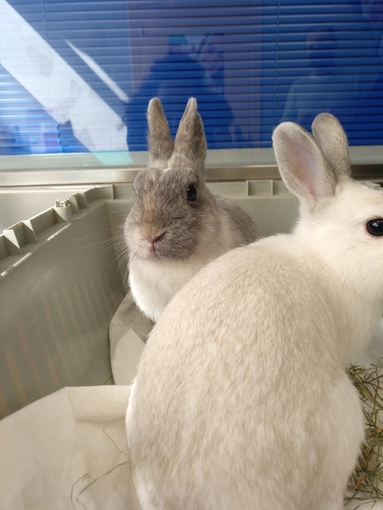 Veterinaria Salburua - Wecan Salburua — Conejo