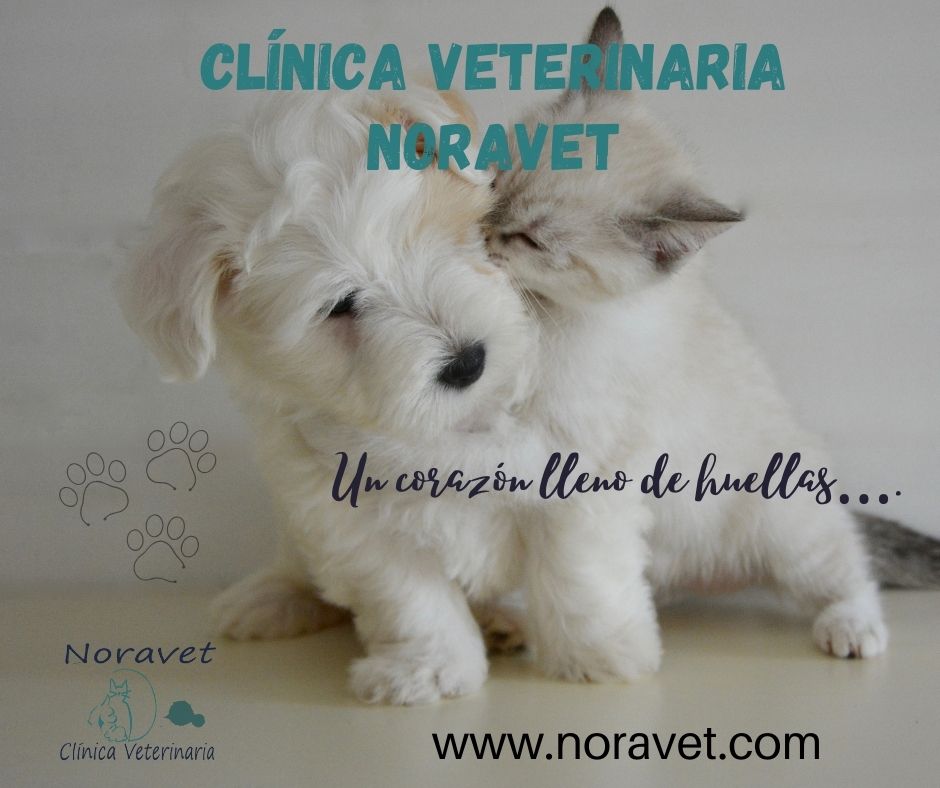 Clinica Veterinaria Noravet