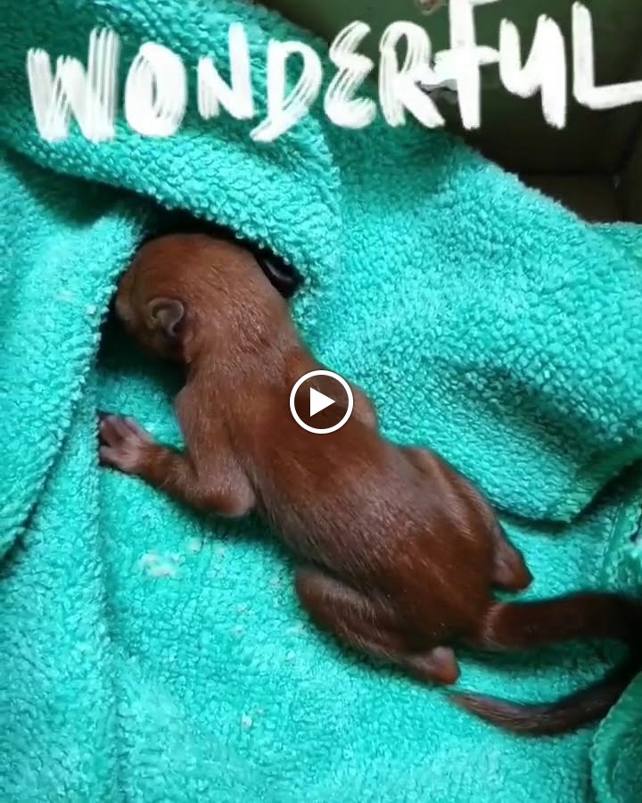Centre Veterinari Sandy — Del propietario