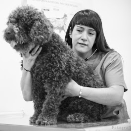 Clinica Veterinaria Animalvet