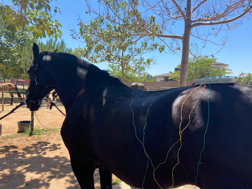 Clinica Calzada Veterinaria Y Rehabilitacion