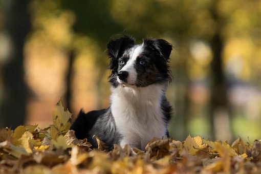 Centro clinico veterinario Boavet — Perro