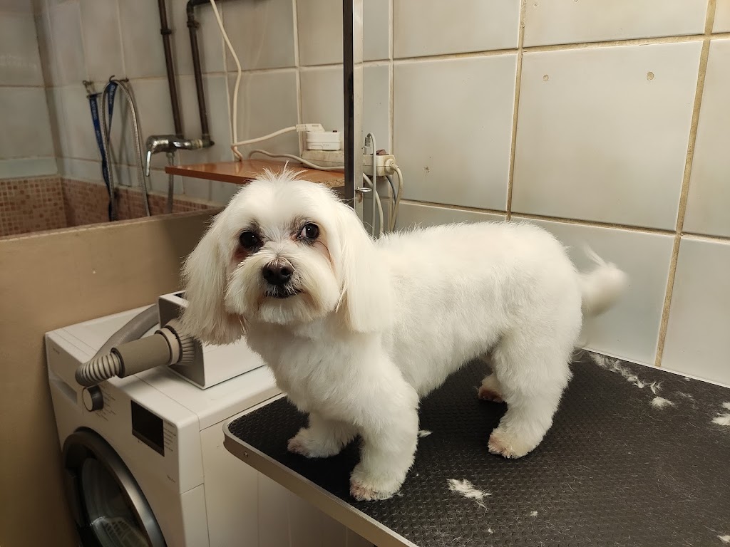 Perro