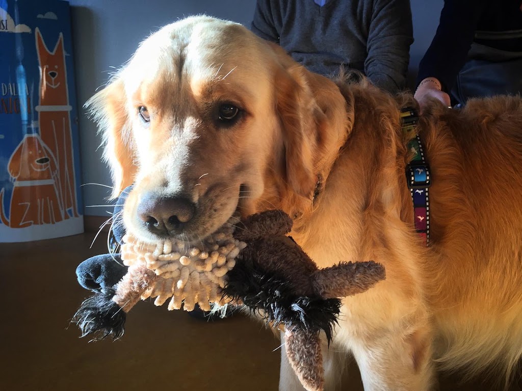 Clinica Veterinaria Lago Maggiore — Perro