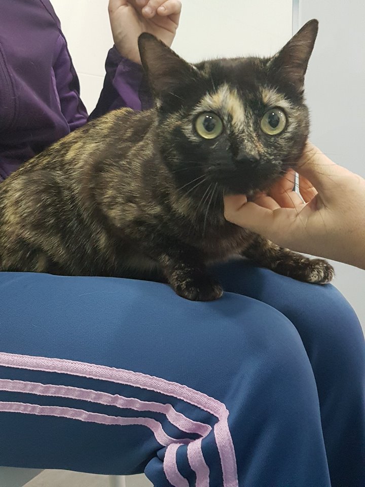 San Jose Clinica Veterinaria — Gato