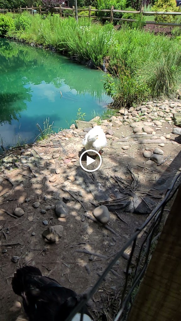 Videos