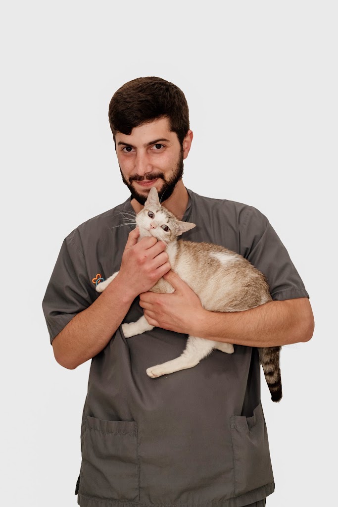 Onevet Hospital Veterinario Tras-os-Montes — Gato