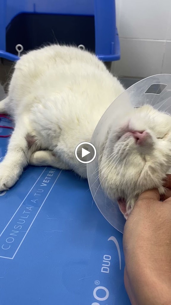 Clinica Veterinaria Villafranca — Del propietario