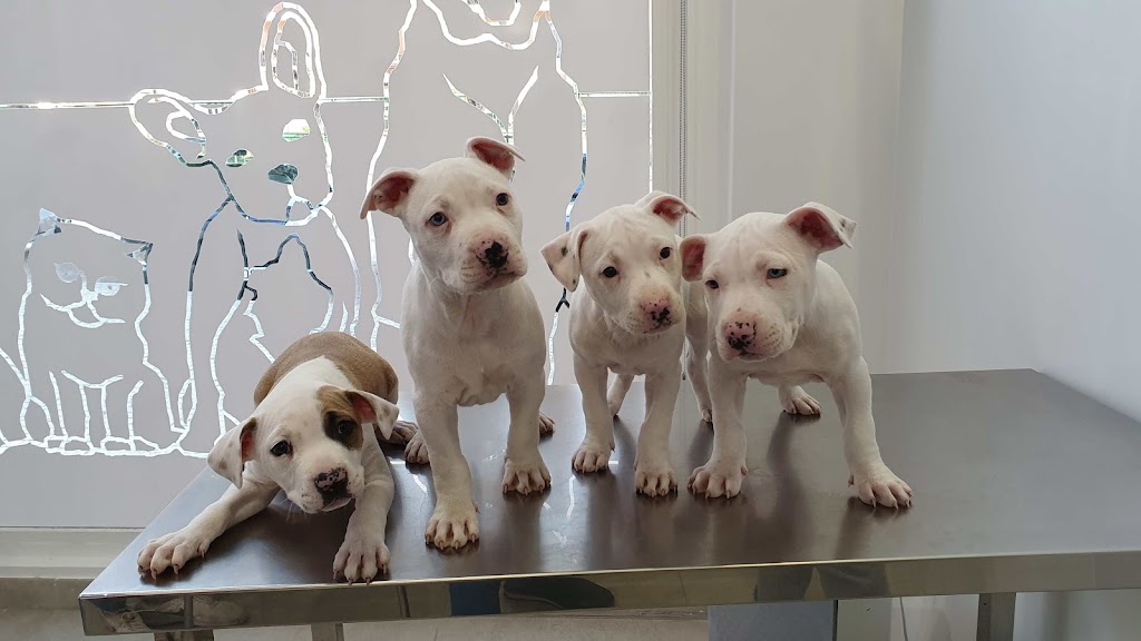 Clinica Veterinaria Sanus — Perro