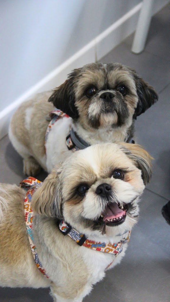 Hospital Veterinario Madrid Norte — Perro