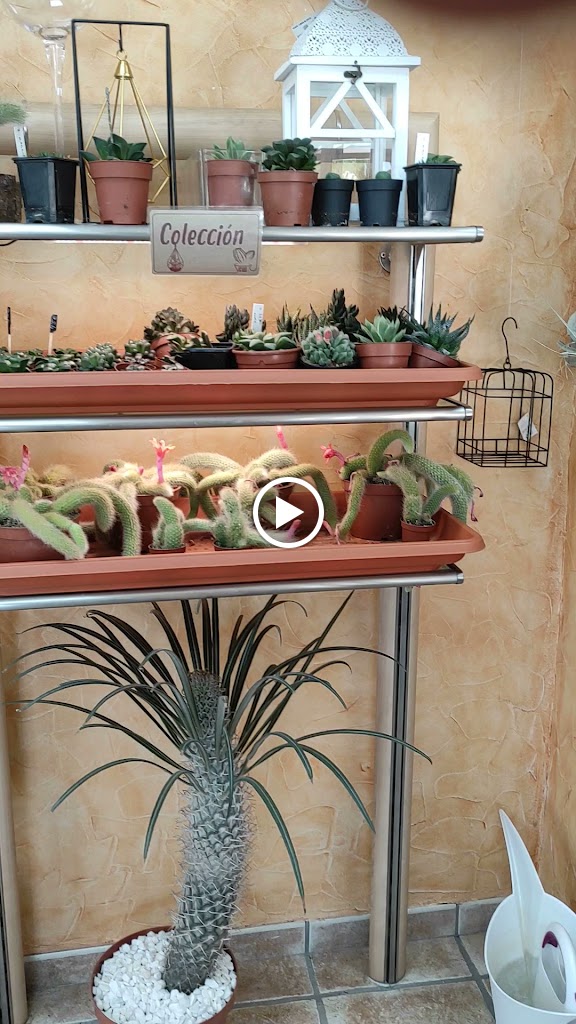 Meson El Anden — Videos